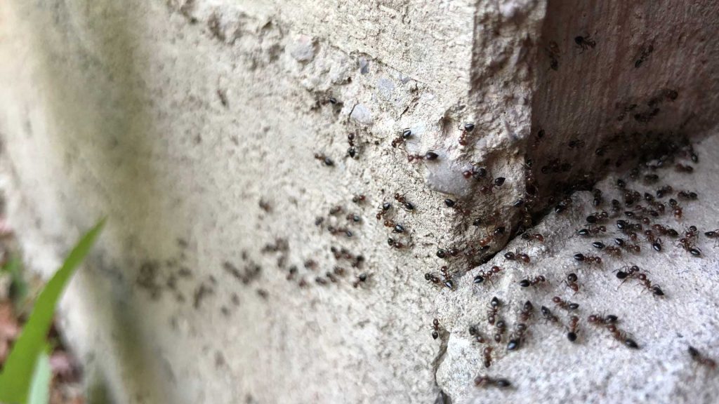 Ants