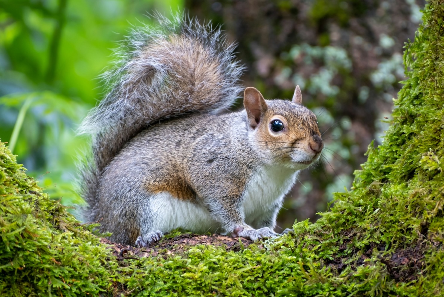 A grey squirrel on a mossy branch