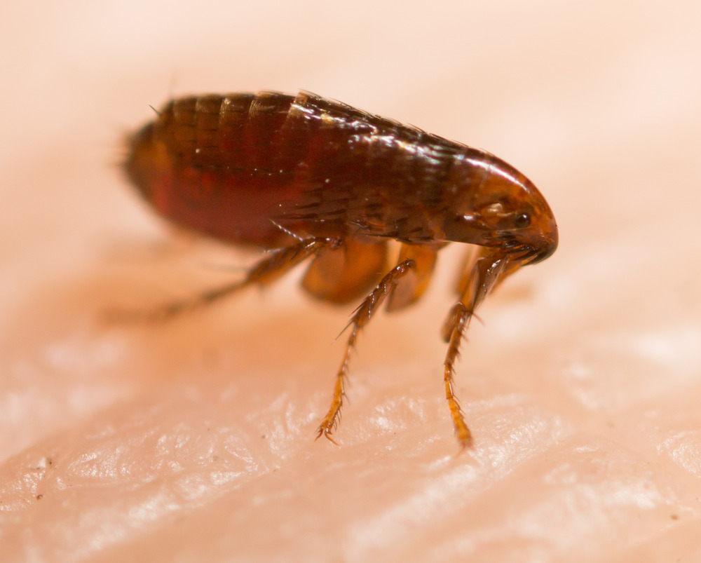 Flea Control